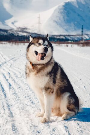 Alaskan Malamute, walks on the street and frolics in the sun in the snow in the winter against the backdrop of the mountains, sunlight flare. outdoor. の写真素材