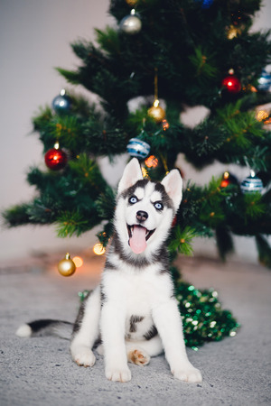 Puppy Siberian husky with blue eyes on the background of a Christmas tree. A man's concept of a friend, a gift for the new year and Christmas.の写真素材