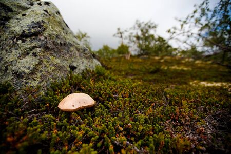White mushroom grows in moss, Kola Peninsula, Russia. The concept is an environmentally friendly product in a quiet hunt.の写真素材