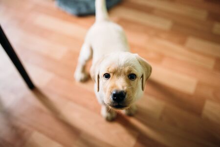 A puppy of a Labrador retriever and a golden retriever plays at home. Concept dog in the apartment.の写真素材