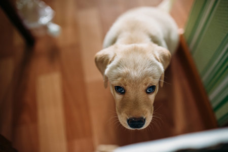 A puppy of a Labrador retriever and a golden retriever plays at home. Concept dog in the apartment.の写真素材