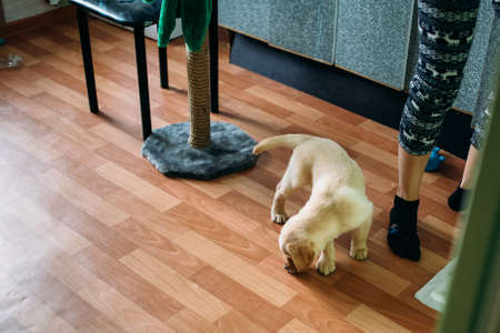 A puppy of a Labrador retriever and a golden retriever plays at home. Concept dog in the apartment.の写真素材