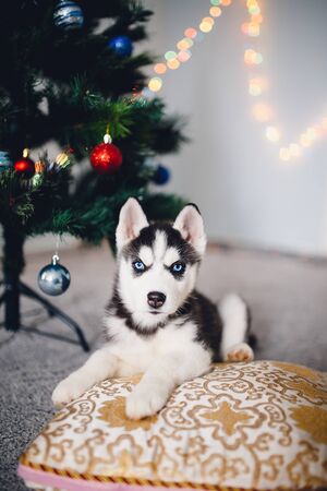 Puppy Siberian husky with blue eyes on the background of a Christmas tree. A man's concept of a friend, a gift for the new year and Christmas.の写真素材