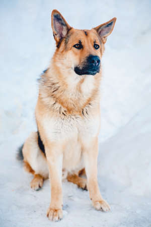 German shepherd on the street in winter against a background of snow performs a command to sit.の写真素材