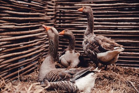 Homemade geese sit in a pen on the farm and carry eggs. The concept of eco-farm, agriculture, state farm.の写真素材