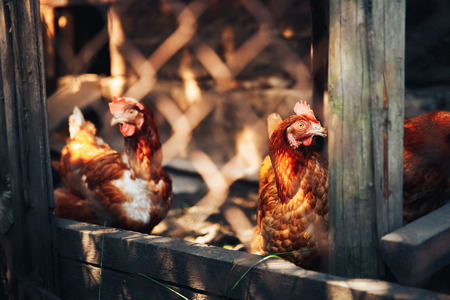 Orange chicken is in the hen-house on the background of other cocks and chickens. Concept farm for animals, rural economy.の写真素材