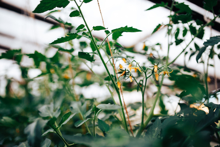 Greenhouse with sprouts and fruits of tomatoes, ovary with yellow flowers and green fruits. Concept eco farm with bio products.の写真素材