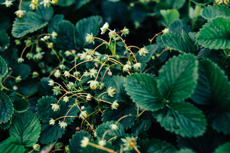 background of berries, strawberry flowers, grows in the garden. The concept of eco-farm, homemade preparations, summer.の写真素材