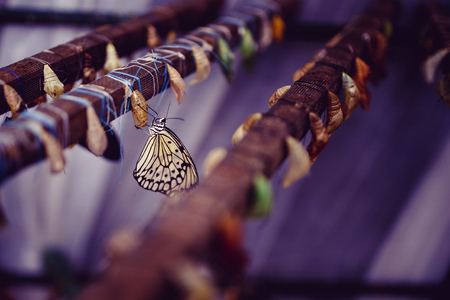 Large tropical butterfly hatch from the pupa. Concept transformation of Lime Butterflyの写真素材