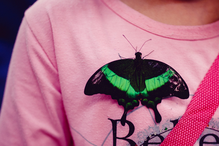A large tropical butterfly sits on the hand of a girl's man. Concept man and nature are one.の写真素材