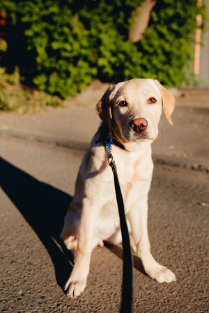 dog labrador a golden retriever performs a command to sit and lick, the concept of dog walking.の写真素材