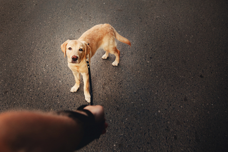 man holding a labrador dog on a leash a golden retriever walking along the street, the concept of dog walking, the man's best friend. Action cameraの写真素材