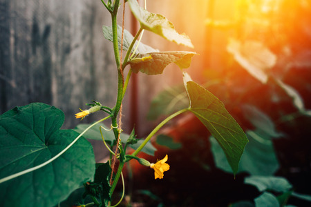 Growing vegetables in the greenhouse cucumbers, seedlings, fruits, ovaries and flowers close-up. The concept of an eco-farm in suburban areas.sunsetの写真素材