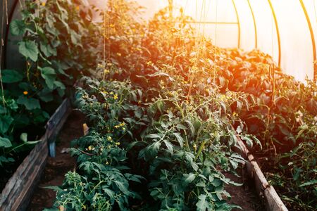 Greenhouse grow vegetables cucumber, tomato, have ovaries and flowers, small green fruits. Concept eco farm in the home garden at the cottage.の写真素材