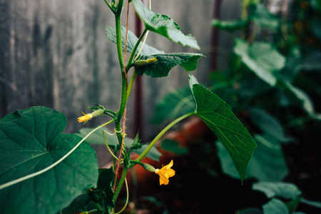 Growing vegetables in the greenhouse cucumbers, seedlings, fruits, ovaries and flowers close-up. The concept of an eco-farm in suburban areas.の写真素材