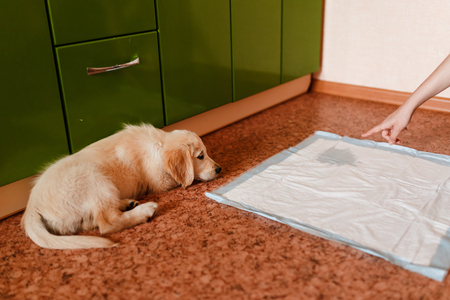 puppy of the golden retriever walks to the toilet on the absorbent diaper. Concept training, training dogs cine.の写真素材