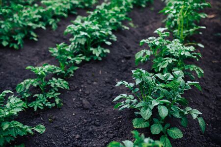 Vegetable garden potato plantations on the ground, concept eco farm, peasants.の写真素材