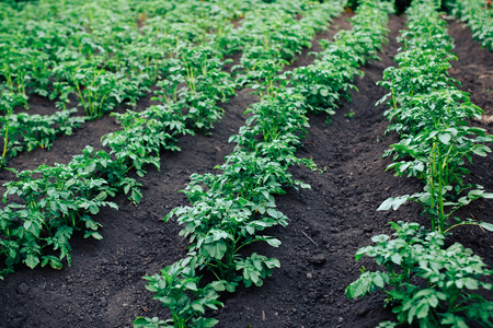 Vegetable garden potato plantations on the ground, concept eco farm, peasants.の写真素材