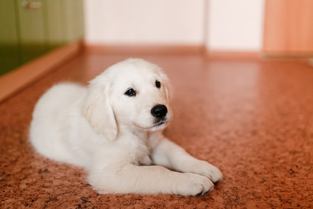 young puppy of a Golden Retriever Labrador retriever performs a command to lie and smiles. Concept of the contents of the dog house apartment, training.の写真素材