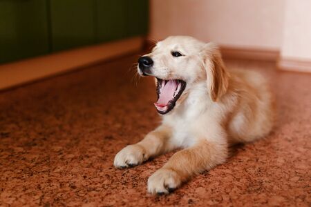 young Golden Retriever labrador puppy performs the command of lying and yawning. Concept of the dog at home, training.の写真素材