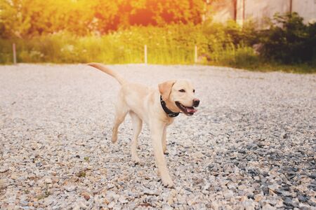 Close-up of a puppy dog labrador outdoors running and smiling towards the owner.の写真素材