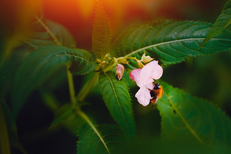 Close-up of a bumblebee sitting on a pink flower flower, pollinating. Green backdropの写真素材