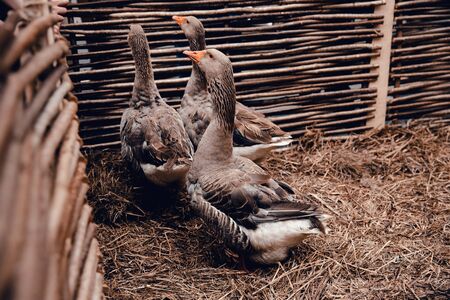 Homemade geese sit in a pen on the farm and carry eggs.の写真素材