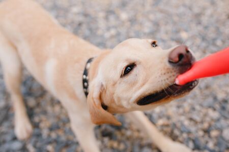 Close-up of a dog labrador puppy does not give a stick, it rocks, is played, the owner holds a toyの写真素材