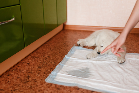 puppy of the golden retriever walks to the toilet on the absorbent diaper. Concept training, training dogs cine.の写真素材