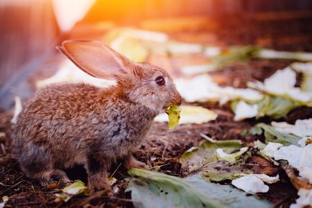 Little rabbit on the grass farm of pets. Sunset. concept is a garden pest, rodent.の写真素材