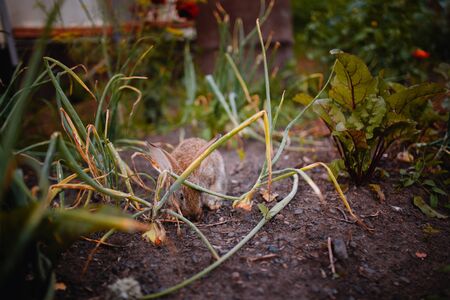 Little rabbit on the grass farm of pets. Sunset. concept is a garden pest, rodent.の写真素材