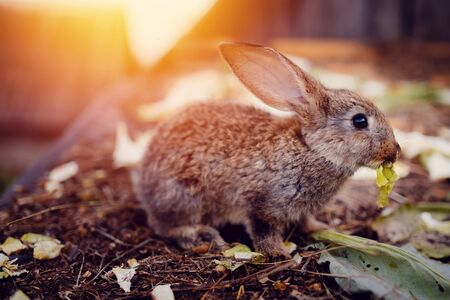Little rabbit on the grass farm of pets. Sunset. concept is a garden pest, rodent.の写真素材