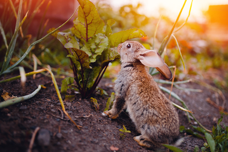 Little rabbit on the grass farm of pets. Sunset. concept is a garden pest, rodent.の写真素材