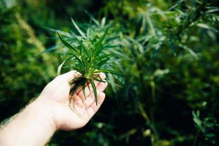 Close-up Hands of man holding sprout of hemp grass on dark green background. Concept legalization of...