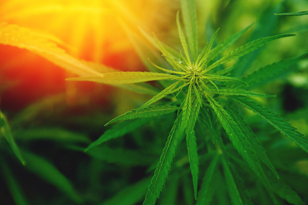 Bush Flowering herb hemp with seeds and flowers with a sun glint on a dark green background. Concept breeding of marijuana, cannabis, legalization.の写真素材