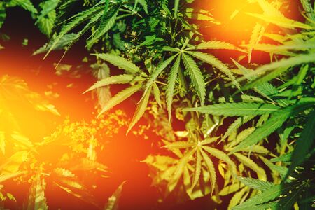 Bush Flowering herb hemp with seeds and flowers with a sun glint on a dark green background. Concept breeding of marijuana, cannabis, legalization.の写真素材