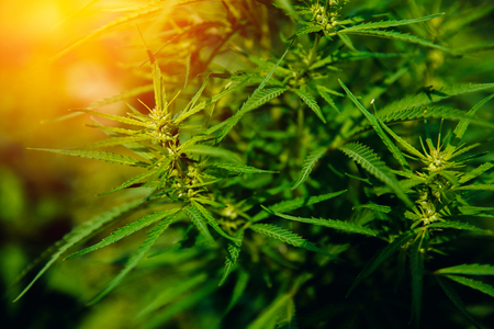 Bush Flowering herb hemp with seeds and flowers with a sun glint on a dark green background. Concept breeding of marijuana, cannabis, legalization.の写真素材