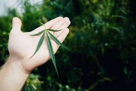 Close-up Hands of man holding sprout of hemp grass on dark green background. Concept legalization of cannabis, marijuana, herbs. Blick sun.の写真素材