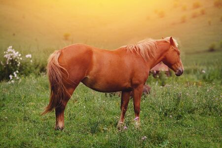 brown horse grazes on the meadow, stands and looks out into the distance, the glare of the sun and the light from the sunrise. copyspaceの写真素材