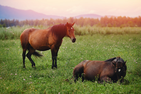group of brown horses grazes on a meadow, stands and looks out into the distance, a glare of the sun and light from the sunrise. Concept village and farming ecological farmersの写真素材