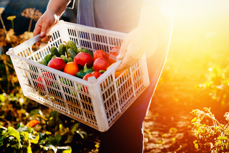 Close-up of a farmer holding a basket of a box of vegetables: green cucumbers, red and yellow tomatoes, peppers, chili peppers. Concept harvesting in autumn, eco-farm. Blick light and sun.の写真素材