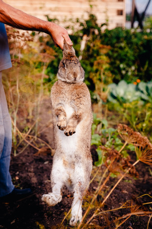 male farmer is holding a brownish gray rabbit hare giant over the garden background, a dark background. Blick light. Concept farm for breeding animals, pest garden, rodent.の写真素材