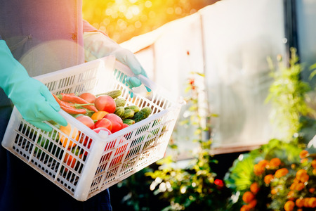 Close-up of a farmer wearing gloves holding a basket of a box of vegetables: green cucumbers, red and yellow tomatoes, peppers, chili peppers. Concept harvesting in autumn, eco-farm. Blick light and sun.の写真素材