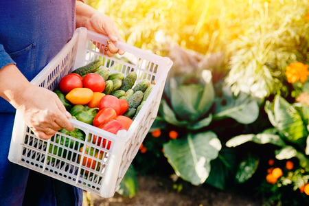 Close-up of a farmer holding a basket of a box of vegetables: green cucumbers, red and yellow tomatoes, peppers, chili peppers. Concept harvesting in autumn, eco-farm. Blick light and sun.の写真素材