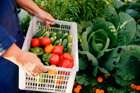 Close-up of a farmer wearing gloves holds a basket of a box with ripe vegetables: green cucumbers, red and yellow tomatoes, peppers, chili peppers. Against the background of cabbage. Concept harvesting in autumn, bio-farm. Blick light and sun.の写真素材