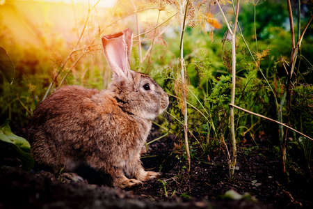 Brownish gray rabbit hare giant on the backdrop of a garden, a garden in the bushes of carrots and beets. Blick light. Concept farm for breeding animals, pest garden, rodent.の写真素材