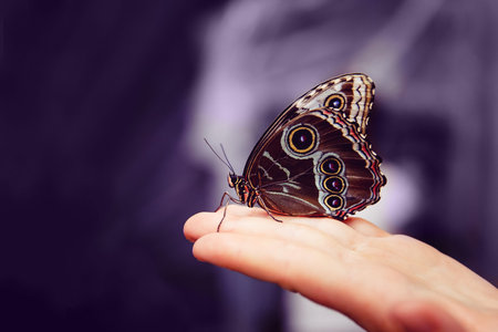 butterfly sits on the childs arm. Close-up.