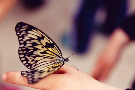 Close-up of a butterfly sitting on a childs hand.の写真素材