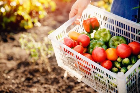 Close-up of a farmer wearing gloves holds a basket of a box with ripe vegetables: green cucumbers, red and yellow tomatoes, peppers, chili peppers. Against the background of cabbage. Concept harvesting in autumn, bio-farm. Blick light and sun.の写真素材