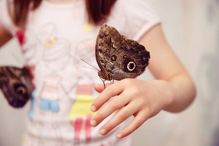 Close-up of a butterfly sitting on a childs hand.の写真素材